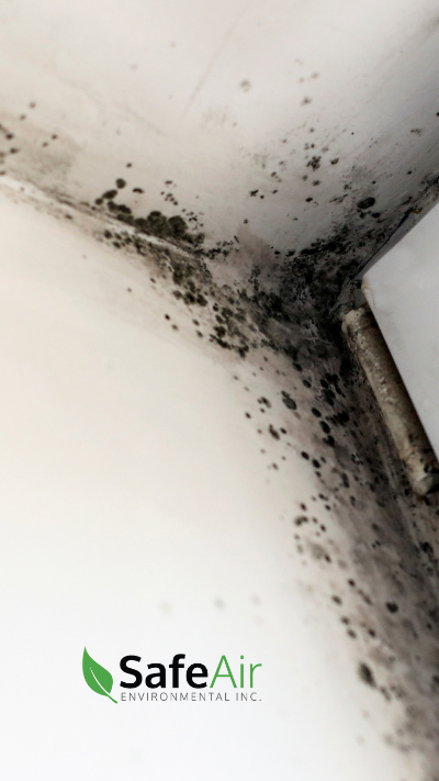 mold inspection and testing Toronto