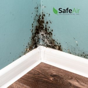 mold inspections testing Toronto