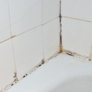 mold removal toronto