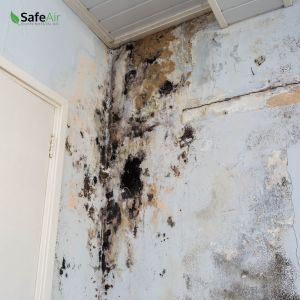 mold inspection toronto