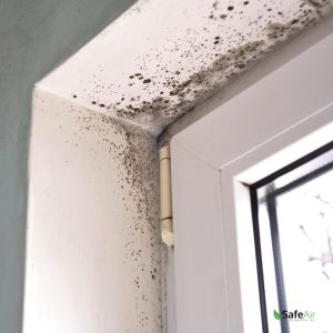 Mold Testing in Oakville